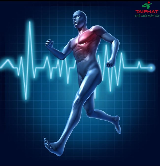 Xác định nhịp tim tối đa khi tập Cardio chạy bộ giảm cân trên máy chạy bộ.