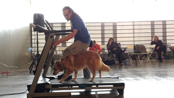 Tập luyện thể thao cùng thú cưng trên máy chạy bộ điện.